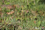 Koraalwortel (Corallorhiza trifida)