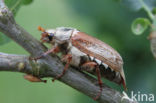 common cockchafer (Melolontha melolontha)