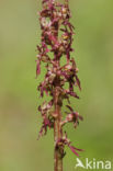 Lesser Twayblade (Listera cordata)