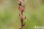 Lesser Twayblade (Listera cordata)