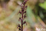 Lesser Twayblade (Listera cordata)