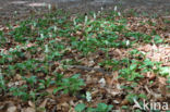 Common Wintergreen (Pyrola minor)