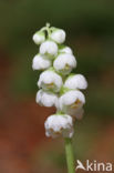 Common Wintergreen (Pyrola minor)