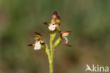 Koraalwortel (Corallorhiza trifida)