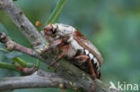 common cockchafer (Melolontha melolontha)