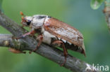 common cockchafer (Melolontha melolontha)