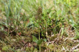 Lesser Twayblade (Listera cordata)