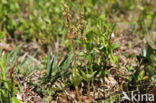 Kleine keverorchis (Listera cordata)