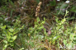 Lesser Twayblade (Listera cordata)