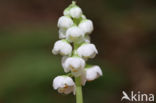 Common Wintergreen (Pyrola minor)