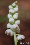 Common Wintergreen (Pyrola minor)