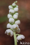 Klein wintergroen (Pyrola minor)