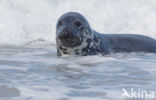 Grey Seal (Halichoerus grypus)