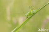 Grote groene sabelsprinkhaan (Tettigonia viridissima)