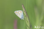 Common Blue (Polyommatus icarus)