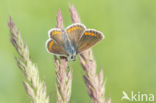 Common Blue (Polyommatus icarus)