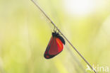 The Cinnabar (Tyria jacobaeae)