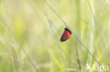 The Cinnabar (Tyria jacobaeae)