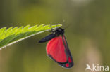 The Cinnabar (Tyria jacobaeae)