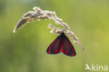 The Cinnabar (Tyria jacobaeae)