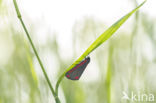 The Cinnabar (Tyria jacobaeae)