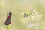 The Cinnabar (Tyria jacobaeae)