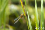 Northern Hawker (Aeshna isosceles)