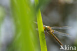 Northern Hawker (Aeshna isosceles)