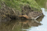 Black-tailed Godwit (Limosa limosa)