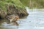 Black-tailed Godwit (Limosa limosa)