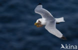 Black-legged Kittiwake (Rissa tridactyla)