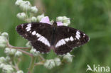 Kleine IJsvogelvlinder (Limenitis camilla)