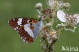 Kleine IJsvogelvlinder (Limenitis camilla)