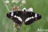 Kleine IJsvogelvlinder (Limenitis camilla)