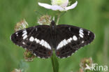 Kleine IJsvogelvlinder (Limenitis camilla)