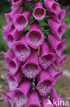 Gewoon vingerhoedskruid (Digitalis purpurea)