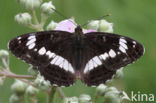 Kleine IJsvogelvlinder (Limenitis camilla)