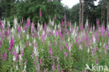 Gewoon vingerhoedskruid (Digitalis purpurea)