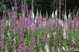 Gewoon vingerhoedskruid (Digitalis purpurea)