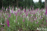 Gewoon vingerhoedskruid (Digitalis purpurea)