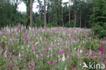 Gewoon vingerhoedskruid (Digitalis purpurea)