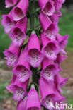 Gewoon vingerhoedskruid (Digitalis purpurea)