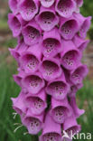 Gewoon vingerhoedskruid (Digitalis purpurea)