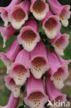 Gewoon vingerhoedskruid (Digitalis purpurea)