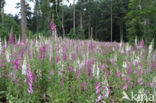 Gewoon vingerhoedskruid (Digitalis purpurea)