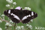 Kleine IJsvogelvlinder (Limenitis camilla)