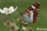 Kleine IJsvogelvlinder (Limenitis camilla)