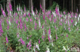 Gewoon vingerhoedskruid (Digitalis purpurea)