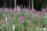 Gewoon vingerhoedskruid (Digitalis purpurea)