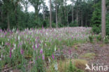 Gewoon vingerhoedskruid (Digitalis purpurea)